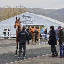 © TATTERSALLS CHELTENHAM