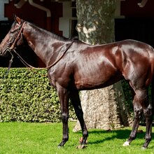 © ARQANA
