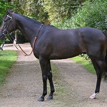 © ARQANA