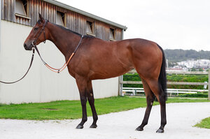 © ARQANA Photo de profil de VM | © ARQANA