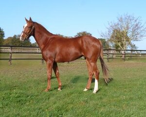 Horse image of Pen Castel