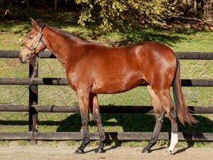 Horse image of Good Girl de Faust
