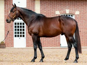 © Arqana Online Profilbild von GB | © Arqana Online