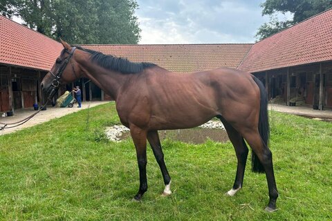 Image d'actualité pour le cheval Camiro (GER), 2018