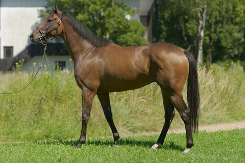 Image d'actualité pour le cheval Freibier (GER), 2020