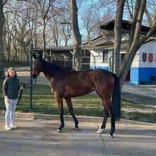 Stugardia (GER, 2022) – talented daughter of Tai Chi out of Scouting, winner and Listed-placed filly for Cometica AG, trained by Henk Grewe | 3forONE profile picture | © Henk Grewe