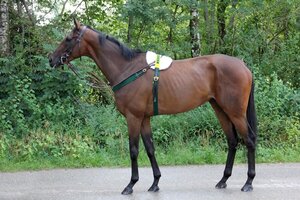 Horse image of El Konsti