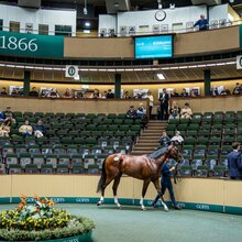 Strong Start For Goffs Classic Breeze Up Sale | © Goffs