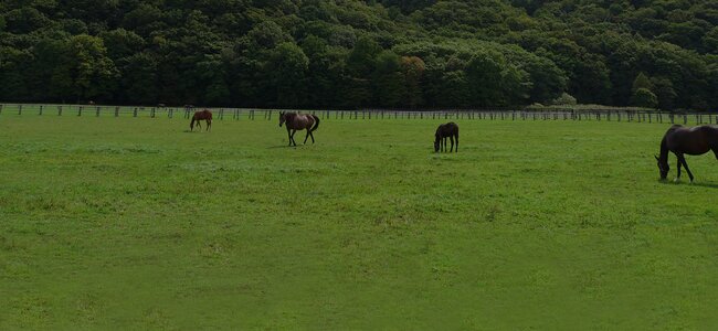 © Hokkaido Horse Breeders Association